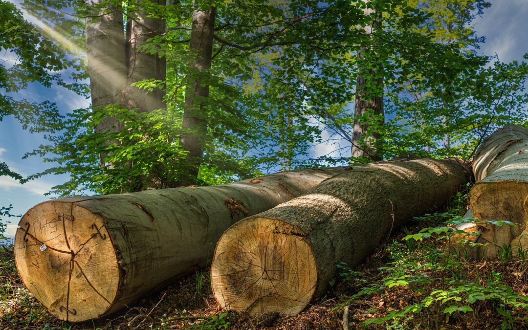 Energiatoimialan evoluutio – puusta pitkälle vai ei?